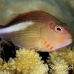 hawkfish_arceye_ust_h_0065_pal0376.jpg